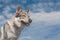 Portrait of an beautiful Czechoslovak Wolfdog, blue sky background