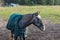 Portrait of a beautiful dapple gray coloured horse wearing green horse blanket