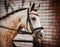 Portrait of a beautiful dapple horse with a bridle on its muzzle, which stands near the brick building of the stable. Equestrian