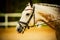 Portrait of a beautiful dappled horse with a bridle on its muzzle on a summer day. Equestrian sports