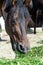 Portrait of beautiful dark bay brood mare eating fresh grass. close up