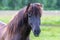 Portrait of a beautiful dark Icelandic horse