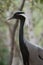 Portrait of a beautiful demoiselle crane