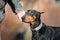 Portrait of a beautiful Doberman Pinscher