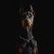 portrait of beautiful dobermann puppy with silver collar looking up