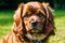 Portrait of a beautiful dog breed American Cocker Spaniel. A beautiful Cavalier King Charles Spaniel dog. Generative AI