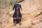 Portrait of a beautiful dog breed Dachshund, black and tan, sitting on a background of stone rocks at sunset