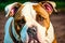 Portrait of a beautiful dog breed English Bulldog. A beautiful American Bulldog dog in the park. Generative AI