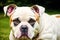 Portrait of a beautiful dog breed English Bulldog. A beautiful American Bulldog dog in the park. Generative AI