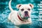 Portrait of a beautiful dog breed English Bulldog. A beautiful American Bulldog dog in the park. Generative AI