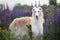 Portrait of beautiful dog breed russian borzoi standing in the green grass and violet lupines field in summer