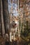 Portrait of beautiful dog breed Siberian Husky sitting on the stump in the late autumn forest on birch trees background