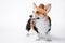 Portrait of a beautiful dog breed welsh corgi Pembroke dressed in cowboy costumes, smiling with tongue out, looking away, on a