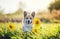 Portrait of a beautiful dog puppy Corgi sitting on a field with yellow flowers of sunflower in the warm clear summer day and
