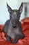 The portrait of a beautiful dog of rare Xolotizcuintle breed, or mexican hairless one, on bright red cover.
