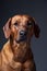 Portrait of a beautiful dog rhodesian ridgeback isolated on grey