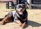 Portrait of beautiful dog rottweiler laying outdoor on the meadow