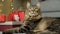 Portrait of a beautiful domestic cat at Christmas lying among gifts on carpet.