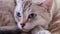 Portrait of a beautiful domestic Siamese cat