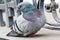 Portrait of a beautiful dove