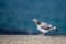 Portrait of a beautiful dove sitting by the edge of the shore