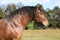 Portrait of beautiful draft horse