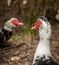 Portrait of a beautiful duck.