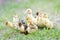 Portrait of beautiful ducklings