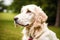 Portrait of a beautiful English Setter dog in the park. Generative AI