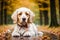 Portrait of a beautiful English Setter dog in the park. Generative AI