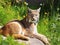 Portrait of a beautiful Eurasian Lynx (Lynx lynx). Made with Generative AI