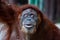 Portrait of a beautiful female orangutan