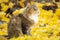 Portrait of a beautiful fluffy cat sittng on the fallen yellow foliage looking up, playful pet walking on nature in the autumn