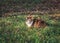 Portrait of a beautiful fluffy cat walking in the autumn garden holding a caught red mouse in his teeth