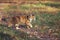 Portrait of a beautiful fluffy cat walking in the autumn garden holding a caught red mouse in his teeth