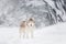 Portrait of Beautiful and free dog breed siberian husky standing on the snow in the fairy winter forest