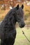 Portrait of beautiful Friesian stallion