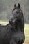 Portrait of beautiful Friesian stallion