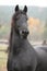Portrait of beautiful Friesian stallion
