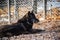 Portrait of a beautiful furry black wolf in zoo