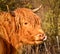 Portrait of a beautiful furry bull in the daylight