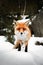 Portrait of beautiful furry fox in snow covered forest, looking and posing to camera. Cute orange fox standing on the hill  -