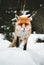 Portrait of beautiful furry fox in snow covered forest, looking and posing to camera. Cute orange fox standing on the hill  -