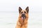 Portrait of beautiful German Shepherd dog at the beach, seaview on backgroud. Happy face with tongue out. Purebreed animal. Home