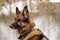 Portrait of a beautiful German shepherd outdoors in winter time