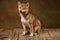 Portrait of beautiful golden color Shiba Inu dog posing isolated over dark vintage background. Concept of animal life