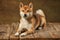 Portrait of beautiful golden color Shiba Inu dog posing isolated over dark vintage background. Concept of animal life