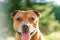 Portrait of beautiful golden staffordshire bull terrier outdoors in natural environments