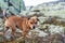 Portrait of beautiful golden staffordshire bull terrier outdoors in natural environments