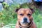 Portrait of beautiful golden staffordshire bull terrier outdoors in natural environments.